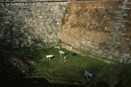 DINO FRANCO BERGUGLIA