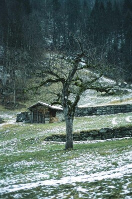 DINO FRANCO BERGUGLIA