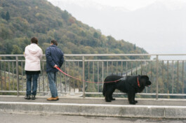 DINO FRANCO BERGUGLIA