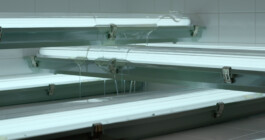 DINO FRANCO BERGUGLIA