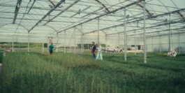 DINO FRANCO BERGUGLIA