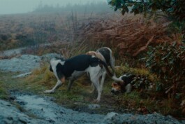 DINO FRANCO BERGUGLIA